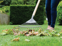 Carbon Steel Lawn & Leaf Rake, FSC®