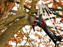 Telescopic Tree Pruner 3m